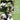English Chamber Orchestra - Diverimento On Sellingers Round