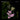 Daniel Lanois - Belladonna Nocturne