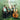 Old Crow Medicine Show - O.c.m.s