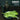 Olivier Cave - Sonates