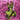 Thee Oh Sees - Carrion Crawler / The Dream EP