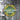 Various Artists - Some-A-Holla Some-A-Bawl: Sounds From Kingston Town Jamaica