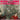 Various Artists - Merry Luxmas: Its Christmas In Crampsville: Seasons Gratings From The Cramps Vinyl Basement