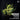 David Pantier - Sonates Pour Violin