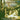 Choir Of New College Oxford - Lamentations / Four Part Mass