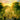 Virginia Black - Sonatas For Harpsichord