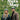 Mike Leigh/Roger Sloman/Alison Steadman - Nuts In May