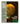 Robert Bresson/Dominique Sanda/Guy Frangin - Une Femme Douce (Limited Edition)