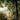 Moscow String Quartet - Chamber Music