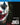 Todd Phillips / Joaquin Phoenix / Frances Conroy / Robert De Niro - Joker